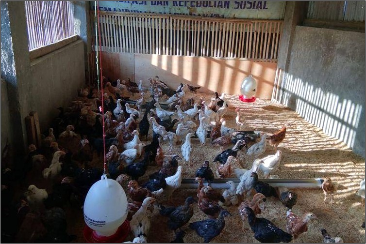 Contoh Surat Perjanjian Kerjasama Investasi Ternak Ayam