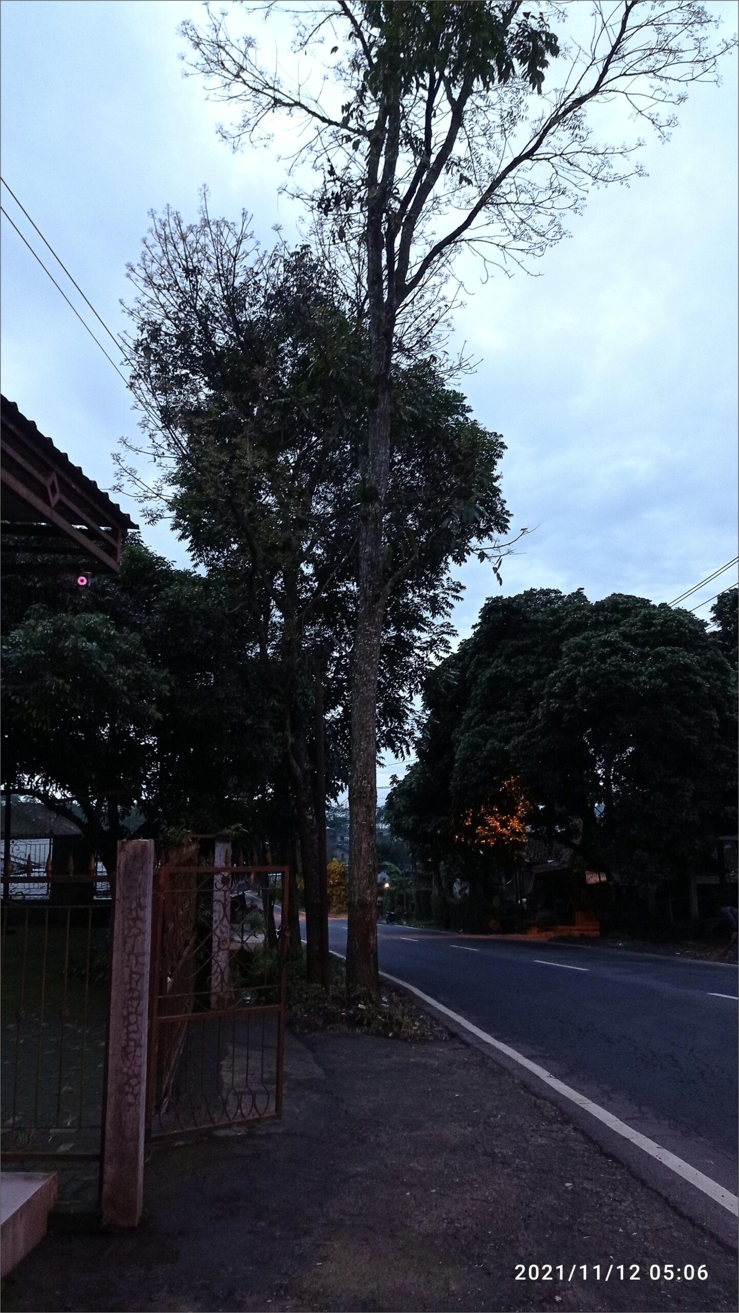 Contoh Surat Permohonan Penebangan Pohon Pinggir Jalan.doc