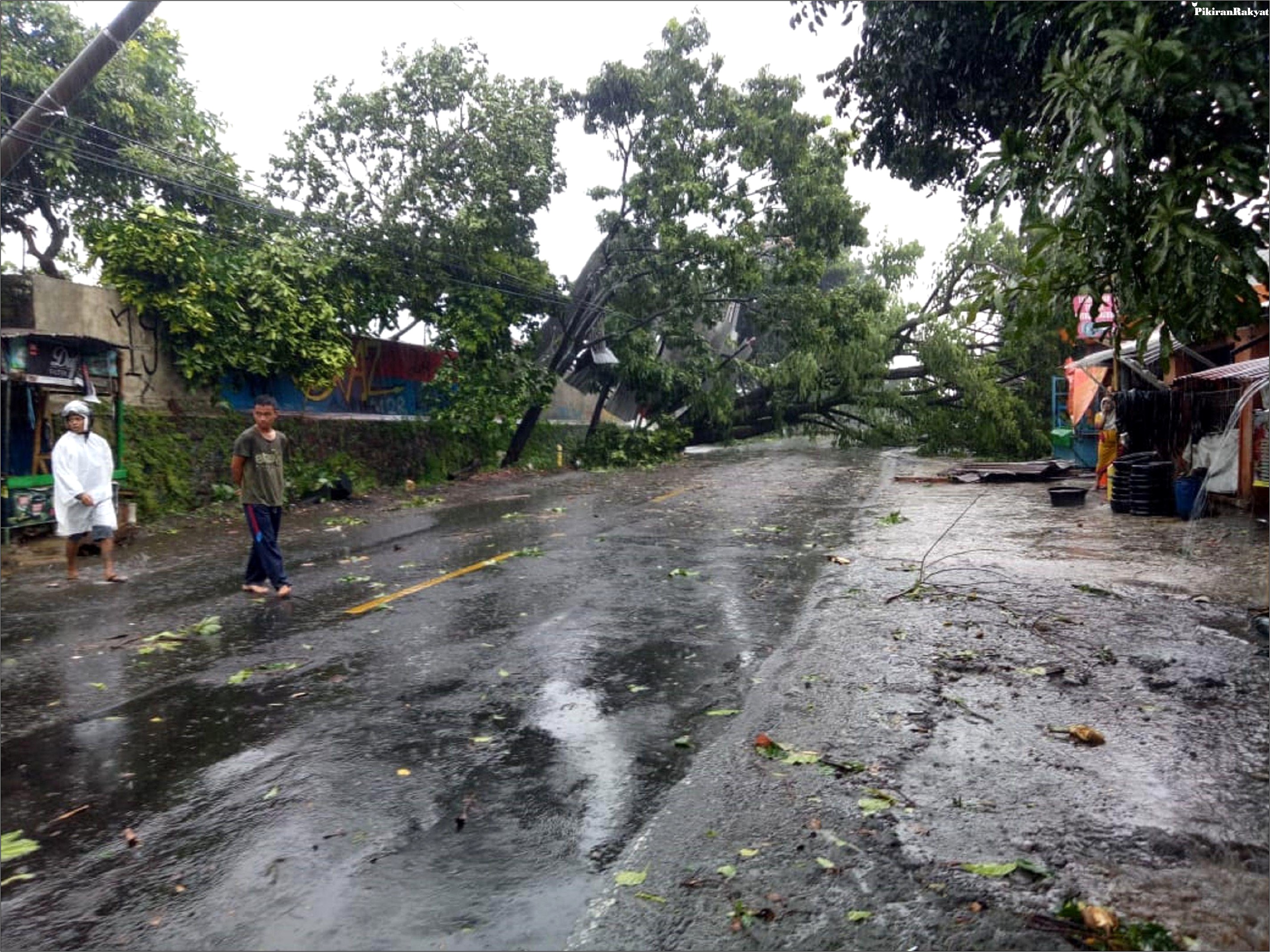 Contoh Surat Izin Pemangkasan Pohon Ke Dinas Pertamanan