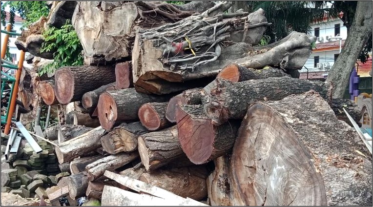 Contoh Surat Izin Penebangan Pohon Dinas Pertamanan