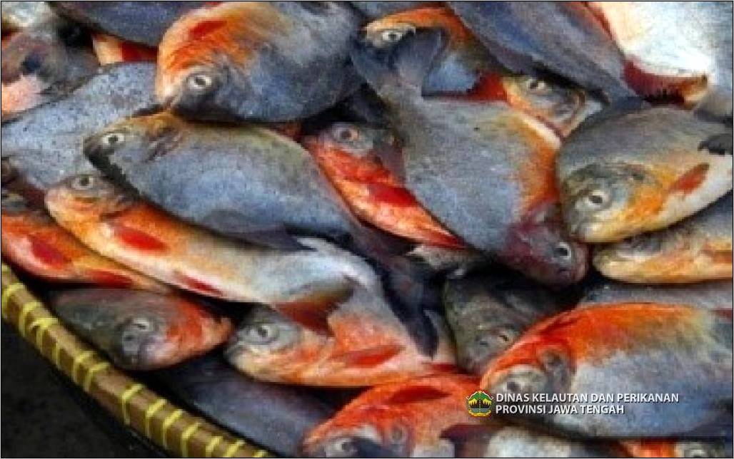 Contoh Surat Izin Usaha Peternakan Ikan Mas