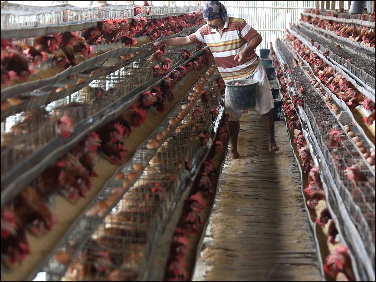 Contoh Surat Izin Usaha Peternakan Kandang Ayam