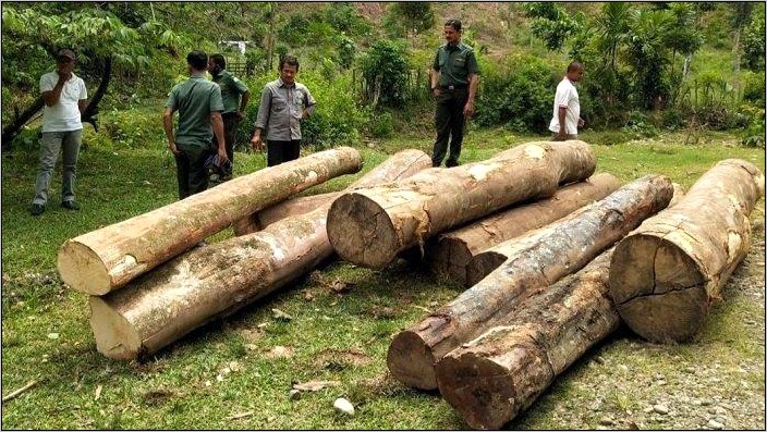 Contoh Surat Pemotongan Pohon Ke Dinas Lingkungan Hidup